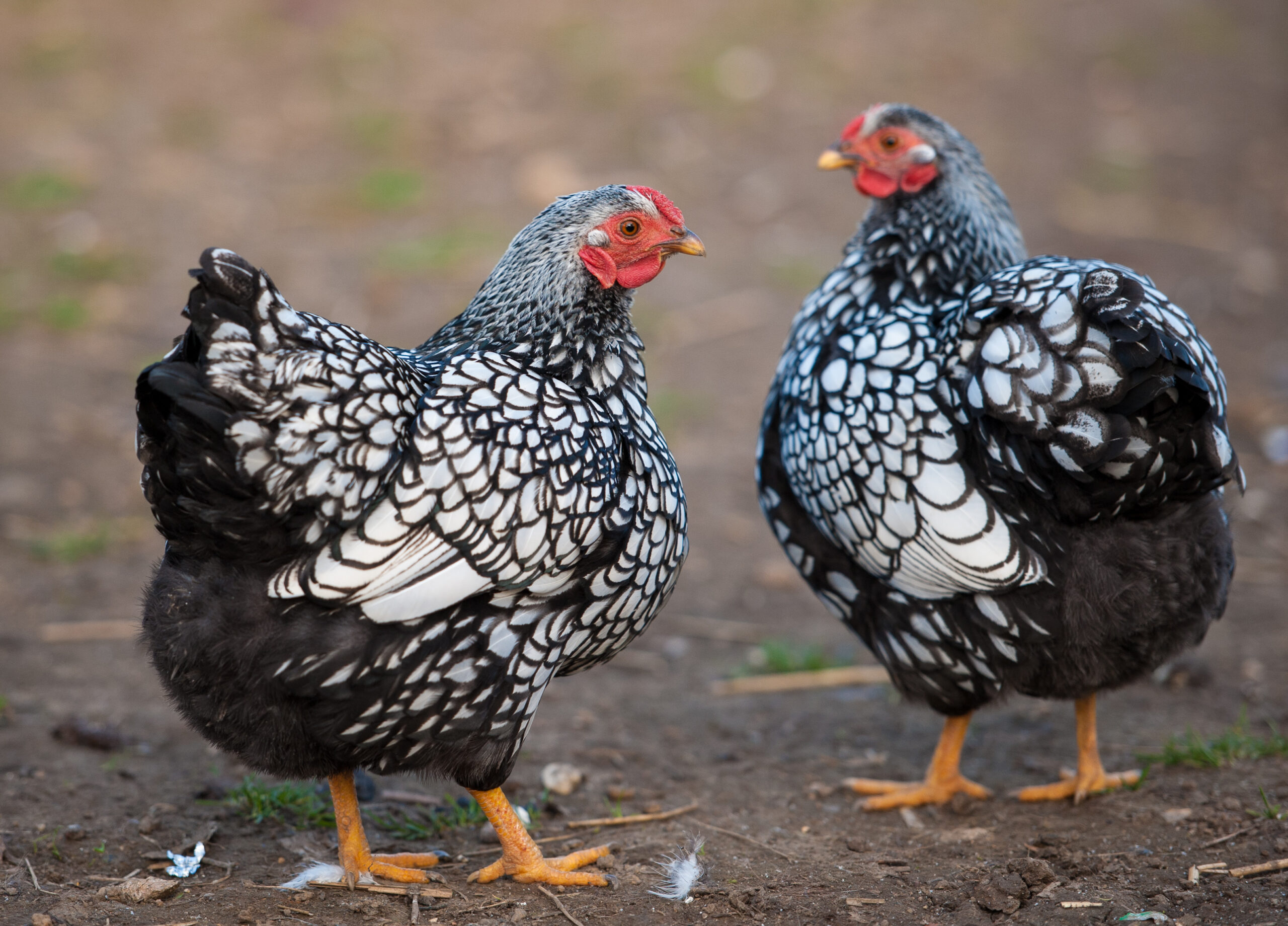 A pair of Wyandotte Bantam Hens