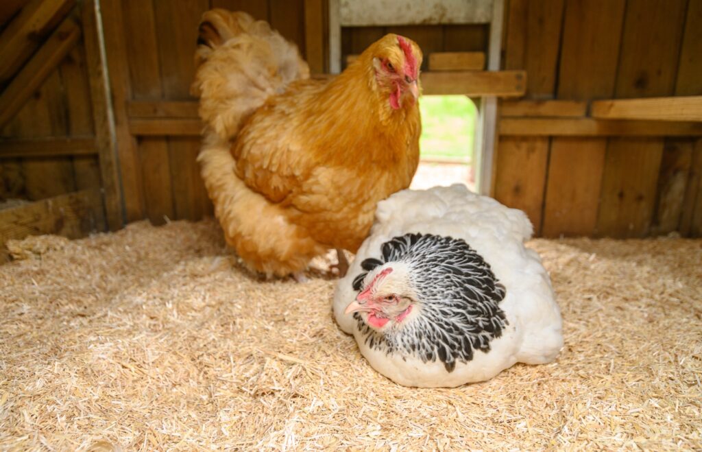 Bird Flu Outbreak - Two chickens in their house with some comfy bedding