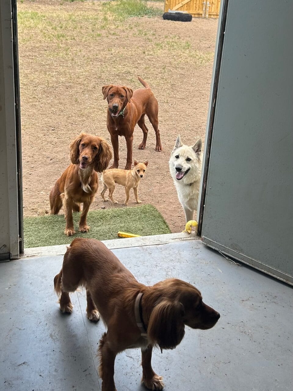 Saxondale Doggy Daycare